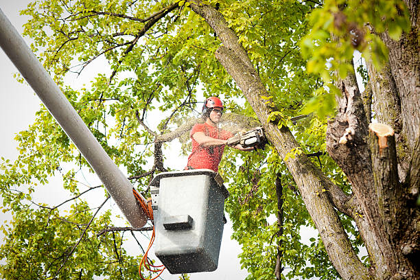 Best Tree Trimming and Pruning  in Edgerton, KS